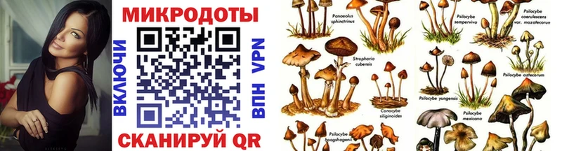 Галлюциногенные грибы Psilocybe  Бийск 